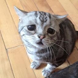 网红猫前十,萌宠界的明星风采