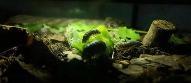 开门吃瓜,揭秘生活中的趣味瞬间