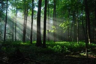 微头条森林之光,揭秘自然界的绿色奇迹与生态宝藏