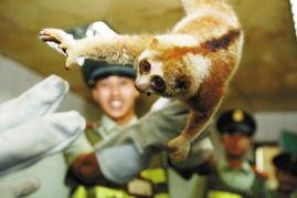 保山头条查获懒猴,警方查获罕见懒猴，保护野生动物刻不容缓