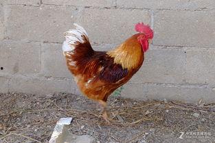 丹东溜达鸡爆料事件视频,真相与争议的交织