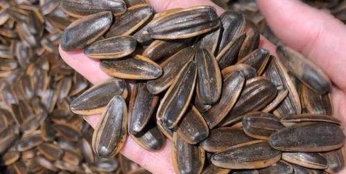 瓜友们吃瓜子,一起分享瓜子的甜蜜滋味