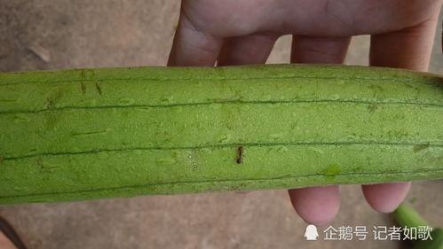 广西什么瓜可以洗碗吃,既环保又美味的天然清洁剂