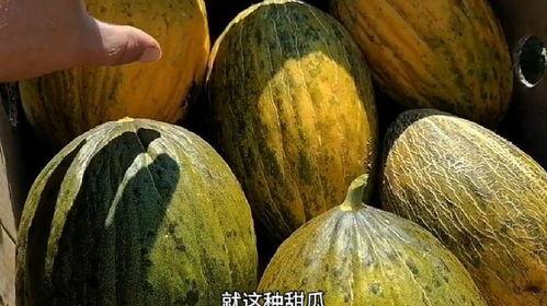 喜欢吃的瓜图片,探寻美食瓜界的独特魅力