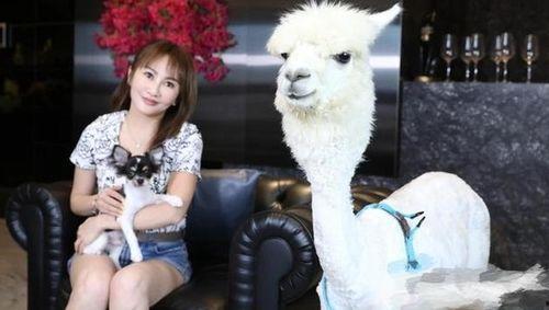 羊驼控明星,揭秘明星圈中的羊驼情缘