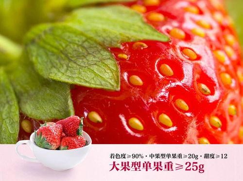 辽宁东港草莓网红,网红果香引领甜蜜潮流